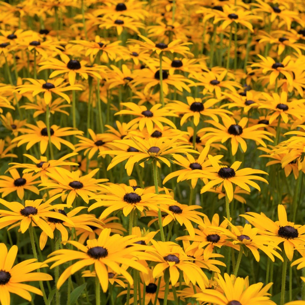 Rudbeckia fulgida var. sullivantii Goldsturm