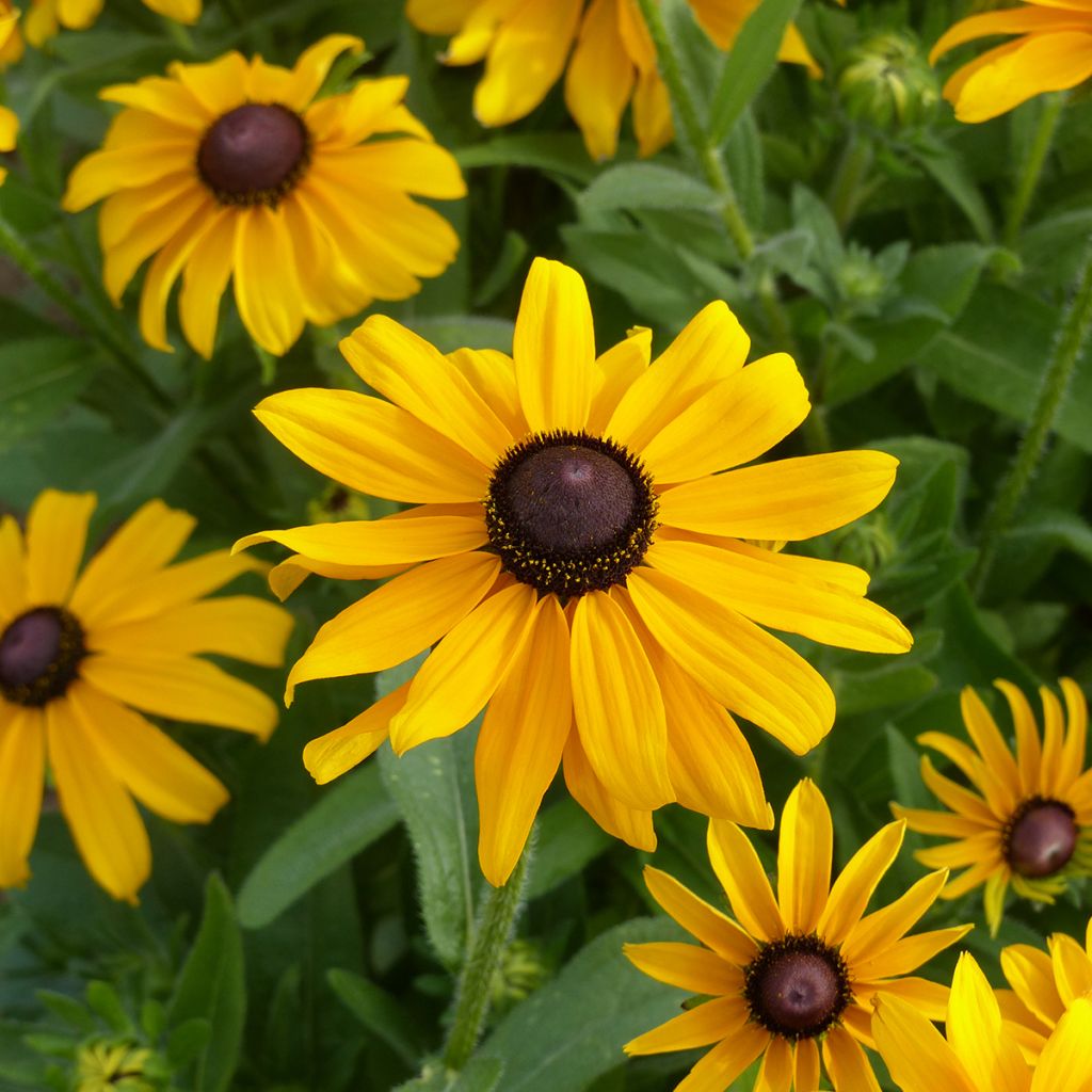 Graines de Rudbeckia Marmelade - Rudbeckia hirta 