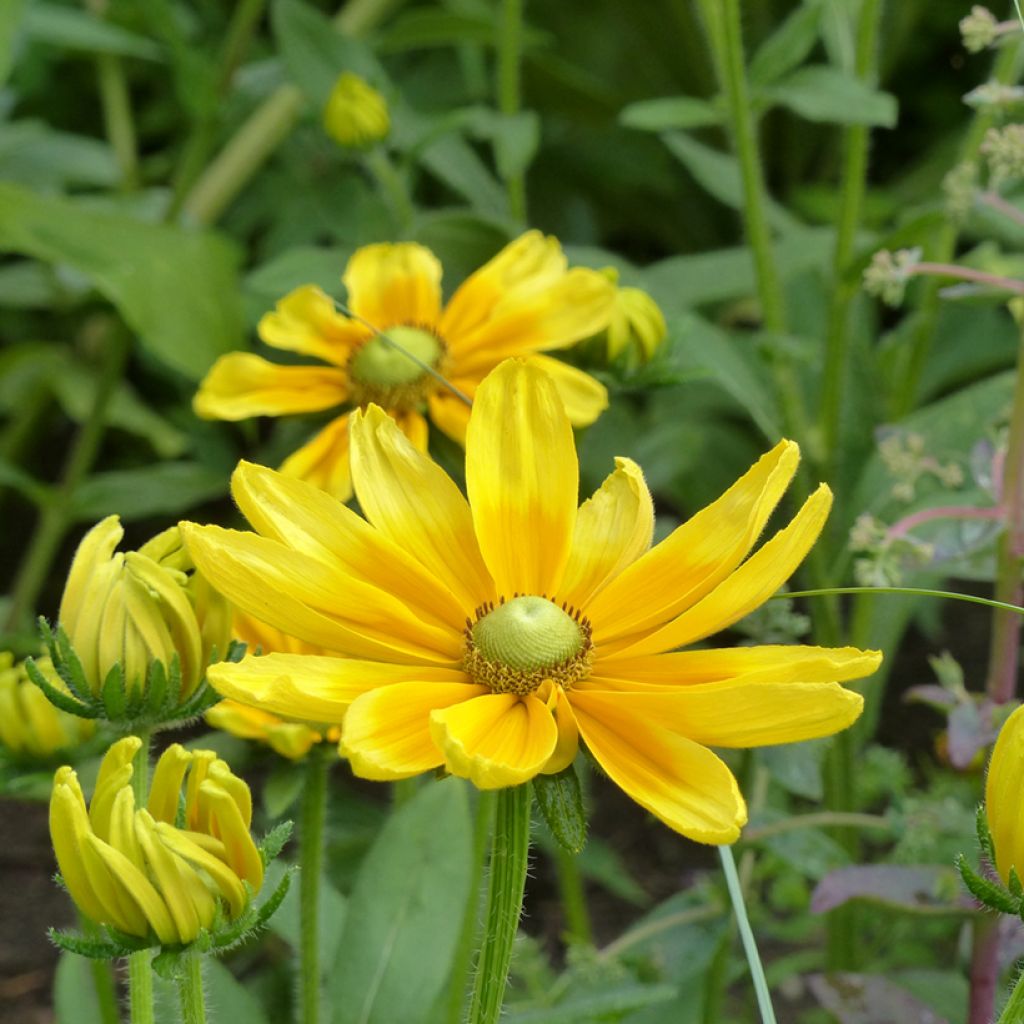 Rudbeckia hirta Prairie Sun (semi)