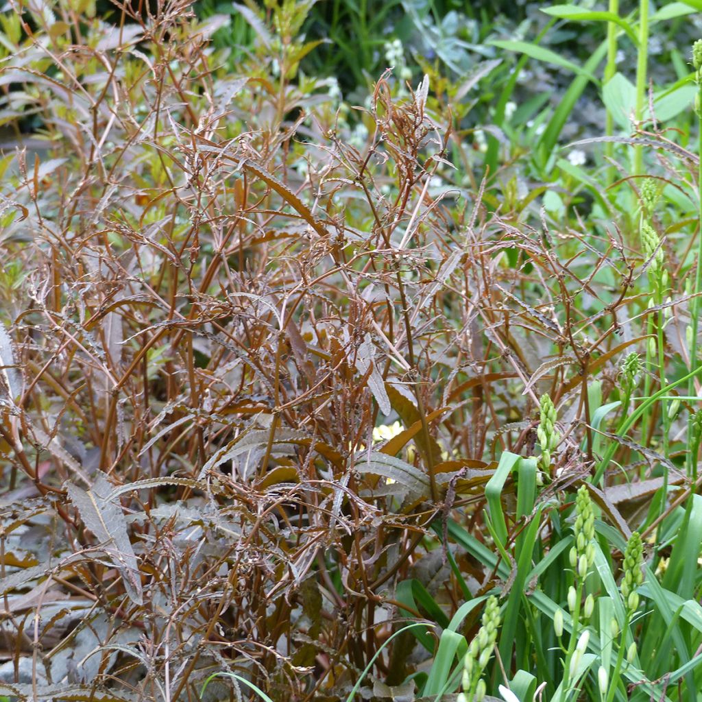 Rumex flexuosus Twister