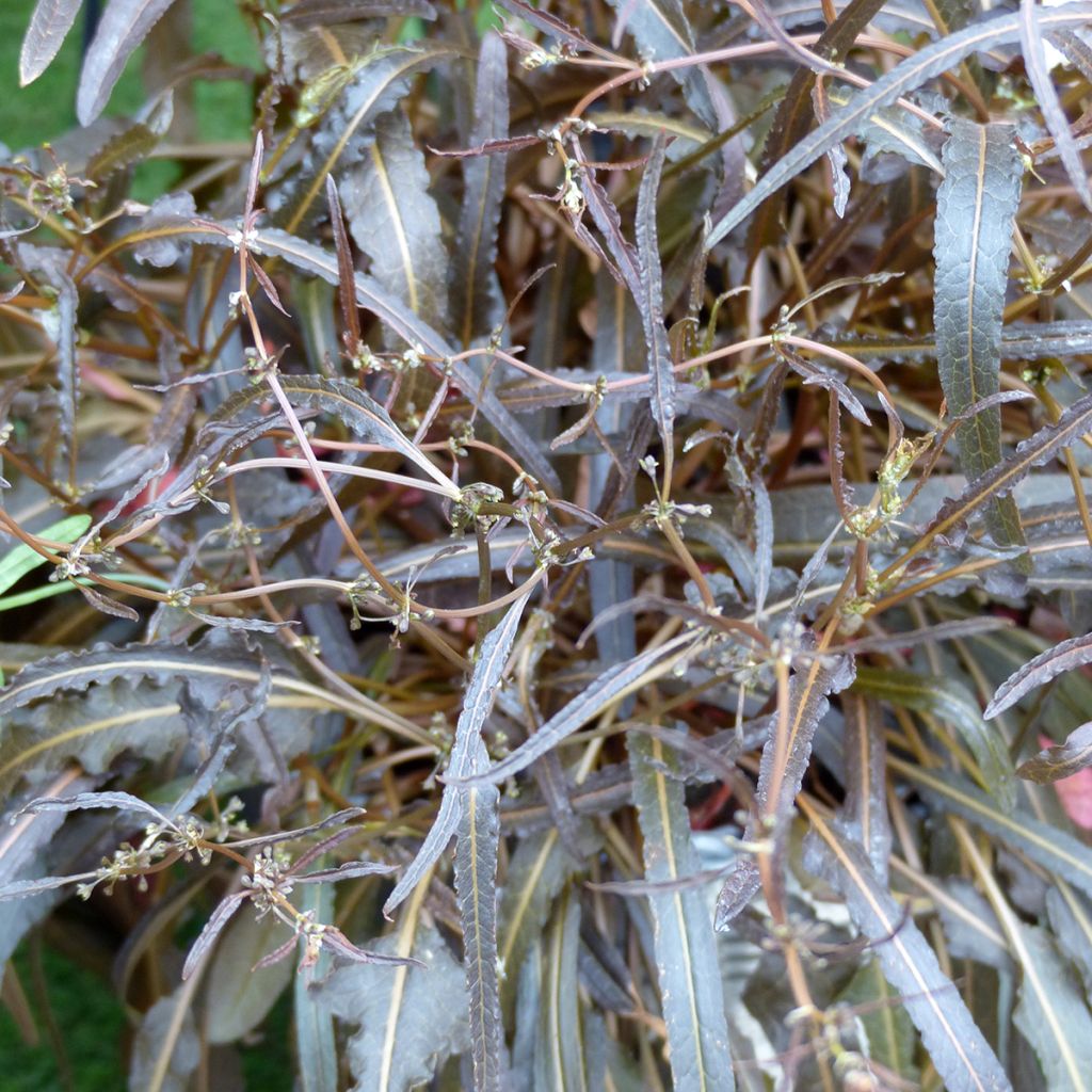 Rumex flexuosus Twister