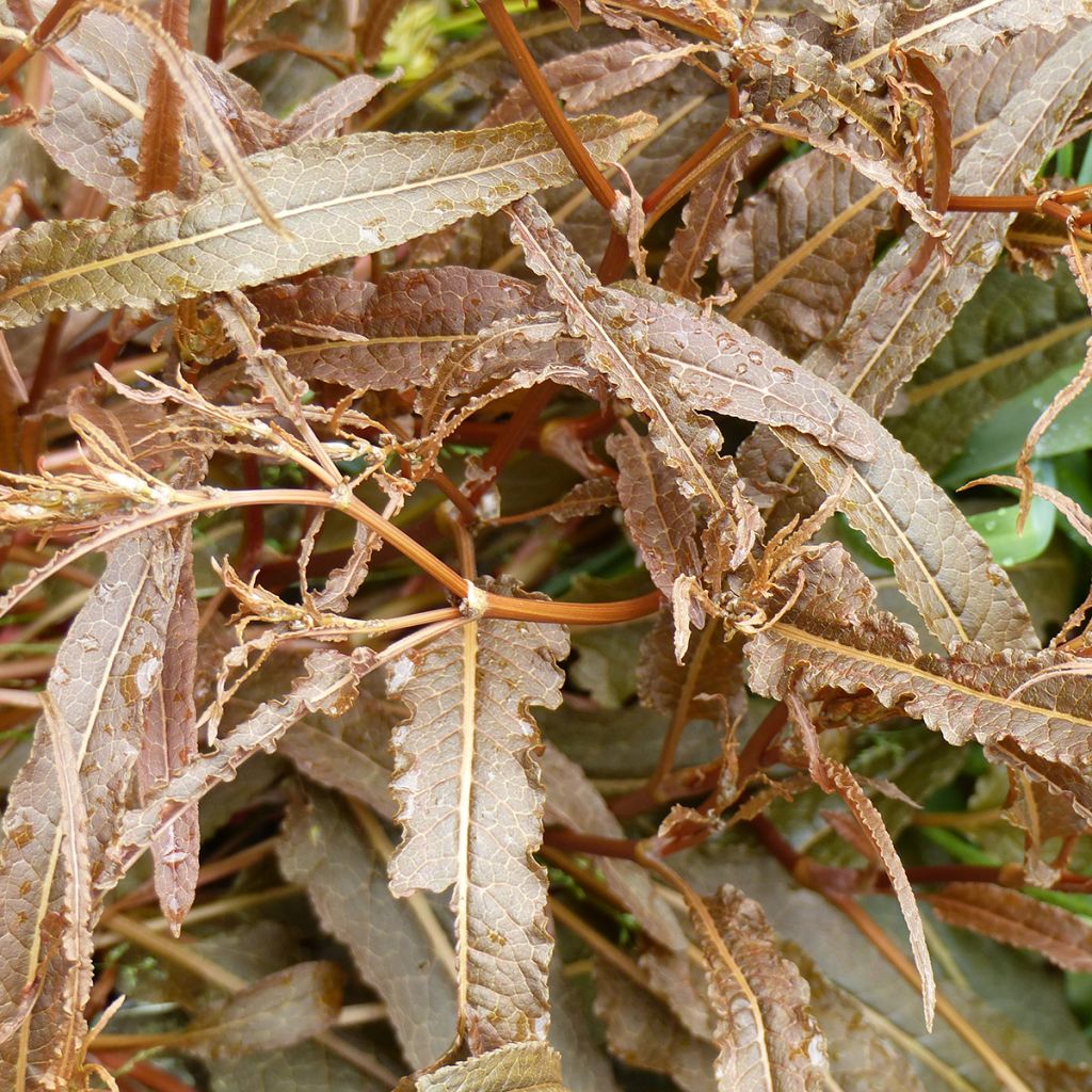 Rumex flexuosus Twister