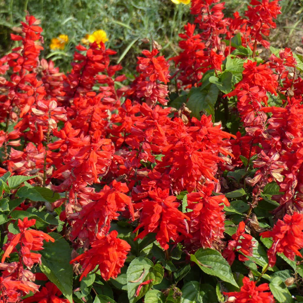 Salvia splendens Blaze Of Fire - Salvia rossa