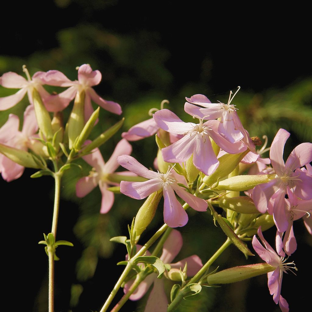 Saponaria officinalis Graciella Pink - Saponaria comune