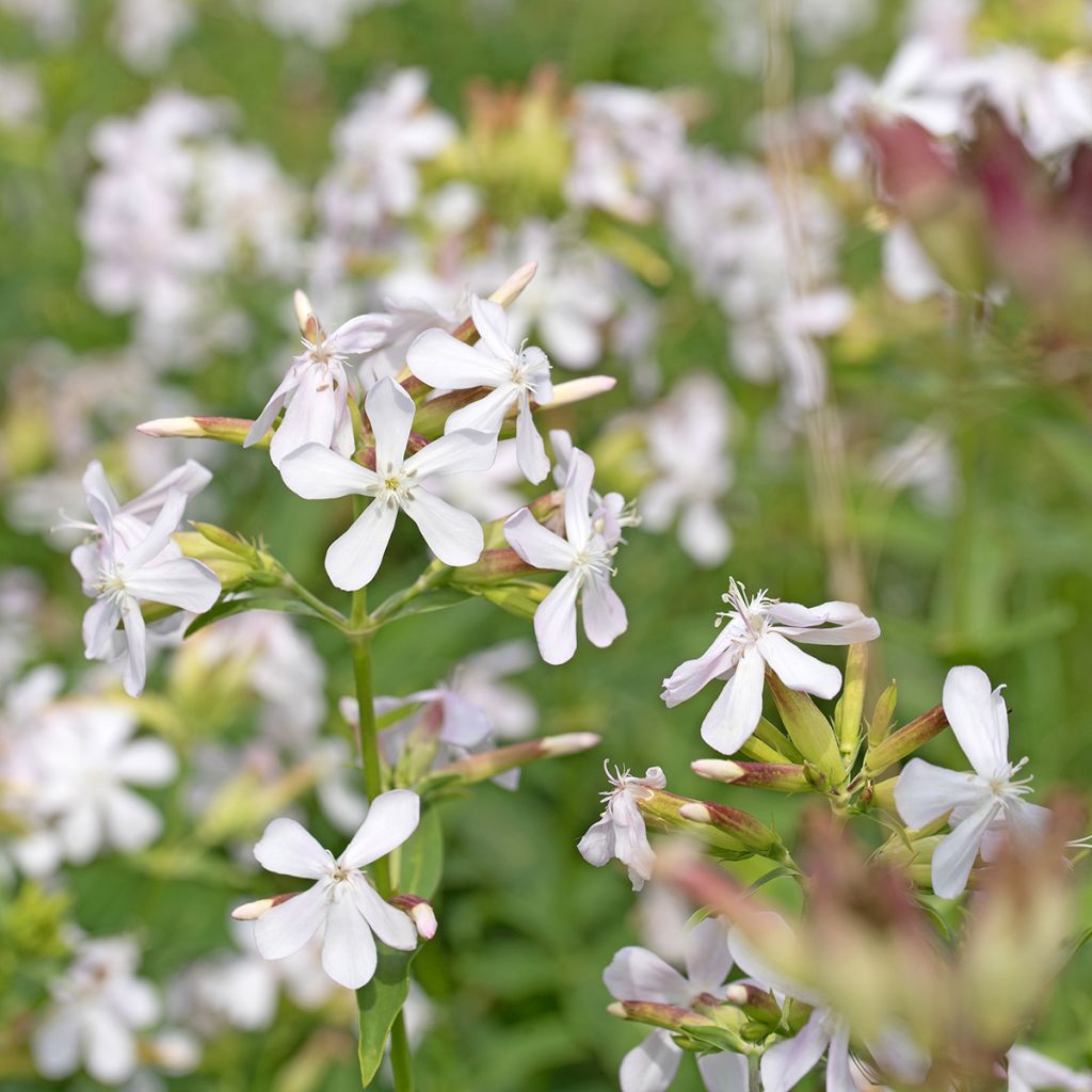 Saponaria officinalis Graciella White