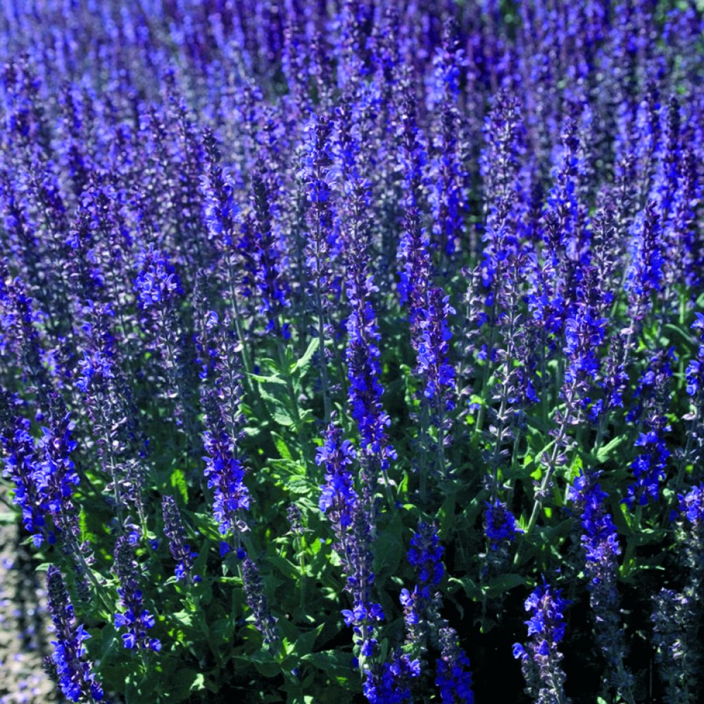 Salvia nemorosa Dwarf Blue Queen