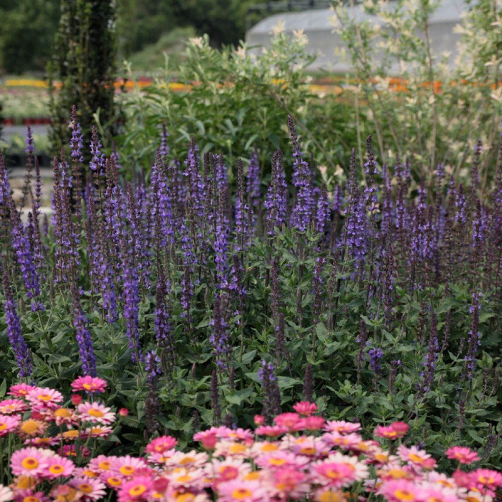 Salvia nemorosa Dwarf Blue Queen