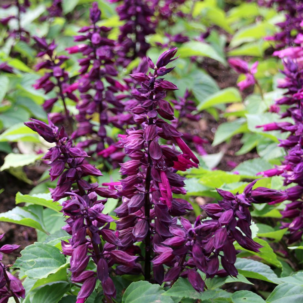 Salvia splendens Estella Purple (semi)