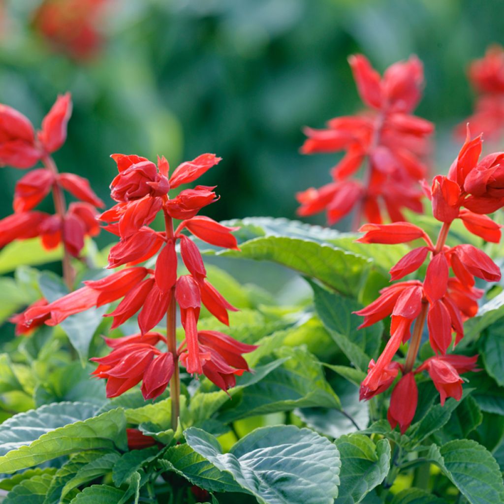 Salvia splendens Estella Red (semi)