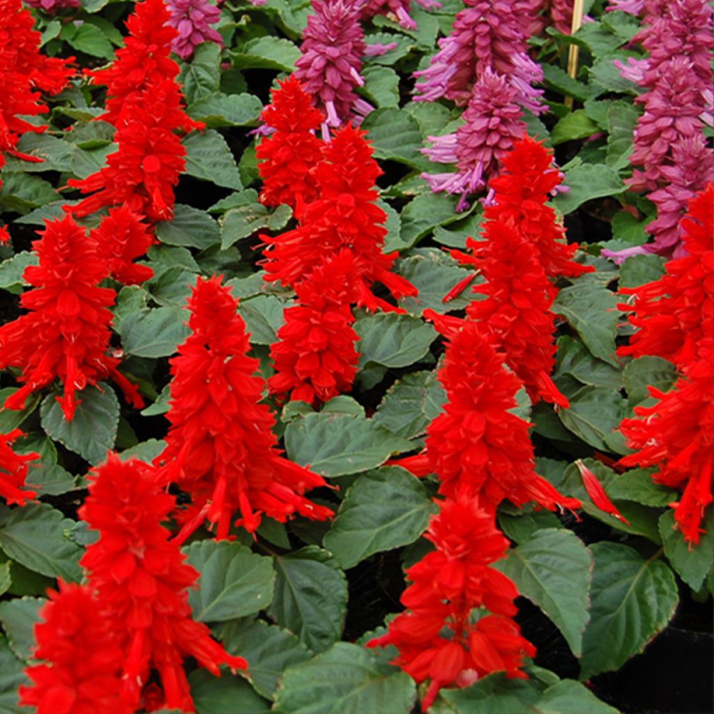 Salvia splendens Reddy  rossa (semi)