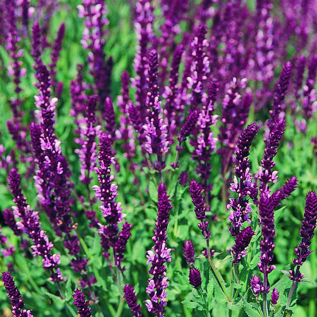 Salvia nemorosa Rose Queen (semi)