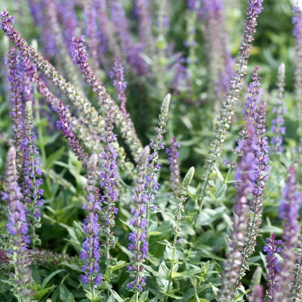 Salvia nemorosa West Friesland