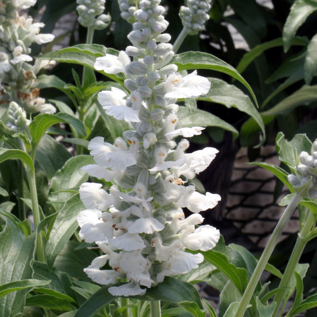 Salvia farinacea Cirrus White