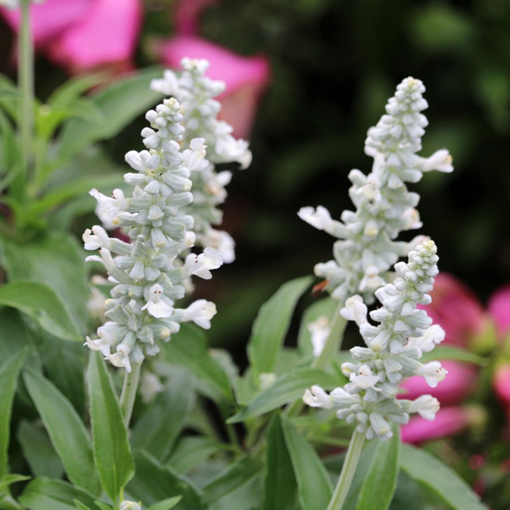 Salvia farinacea Cirrus White