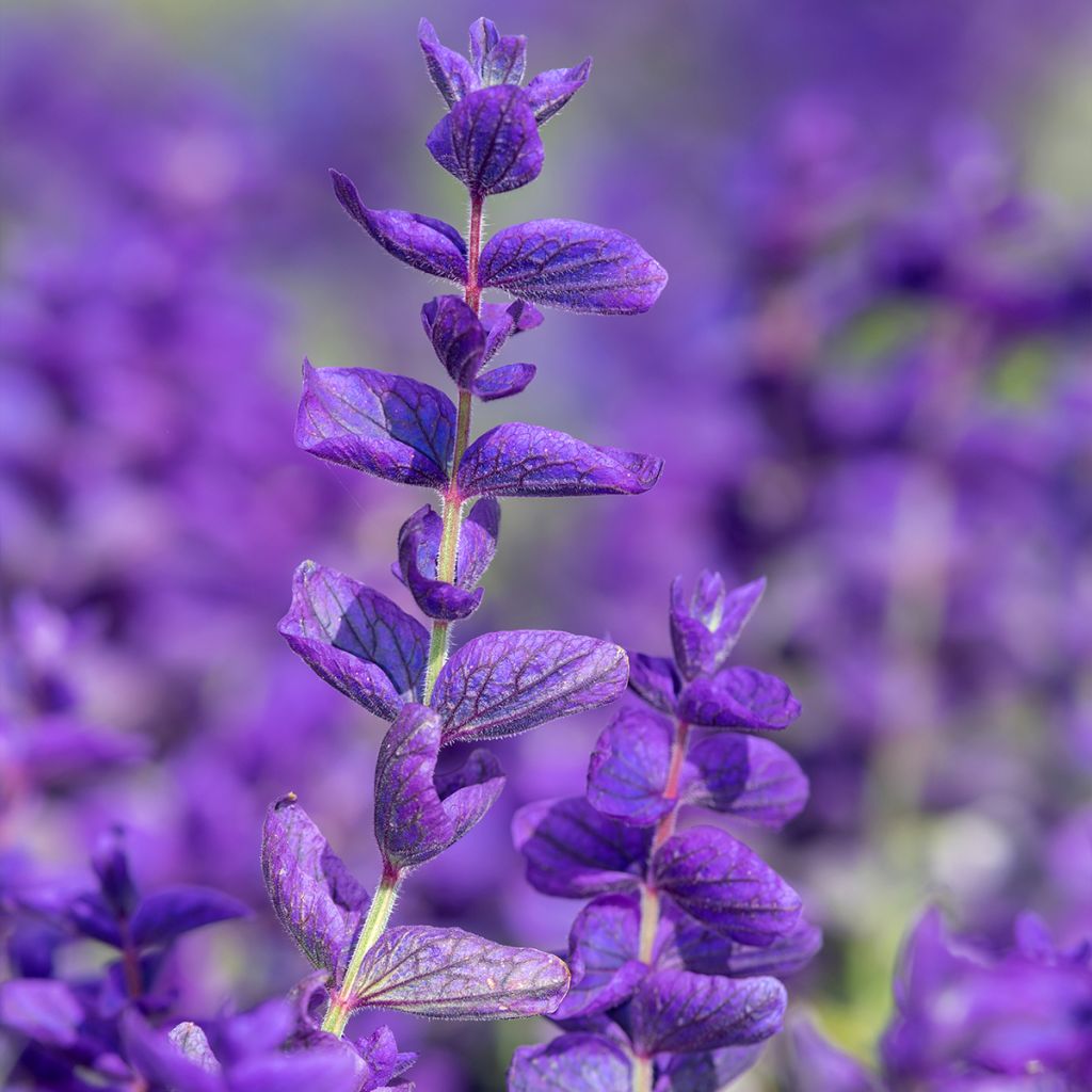 Salvia viridis Blue Monday - Salvia annuale