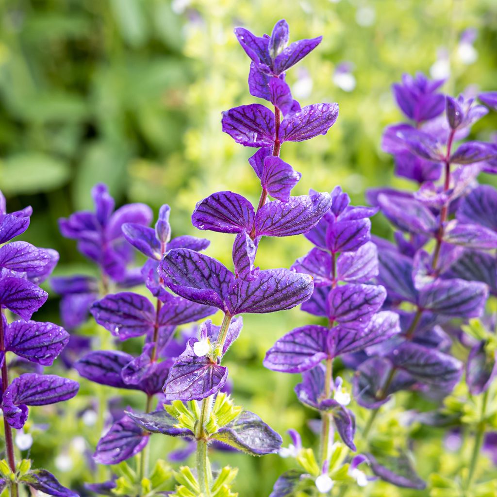 Salvia viridis Blue Monday - Salvia annuale