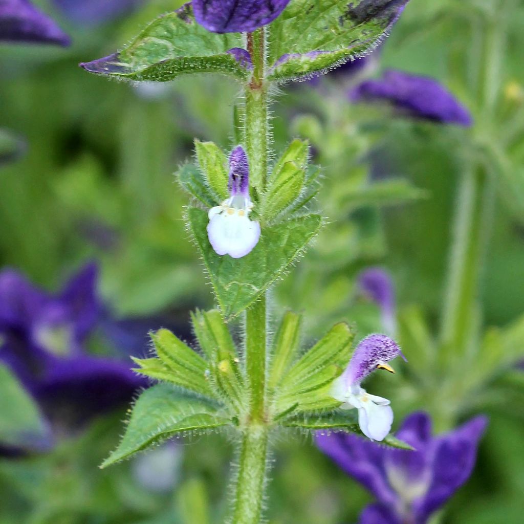 Salvia viridis Blue Monday - Salvia annuale