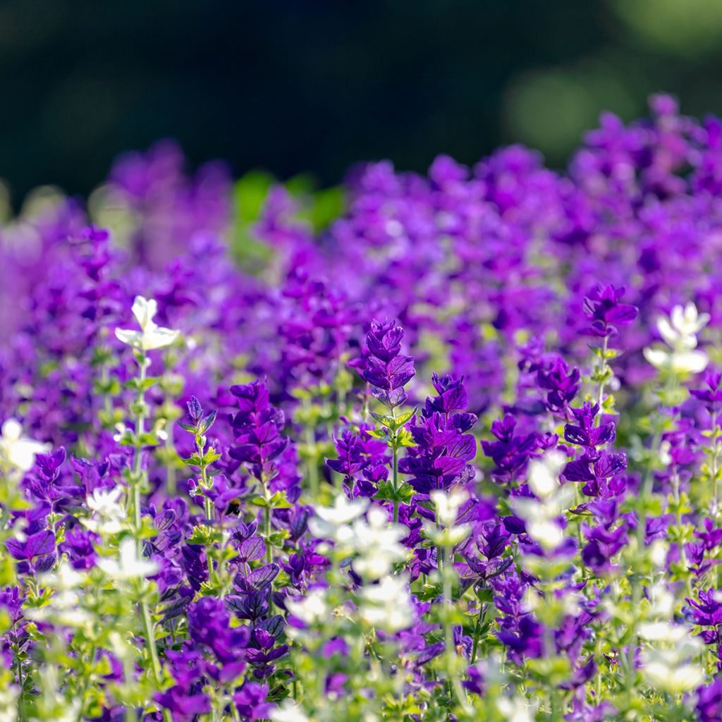 Salvia viridis Blue Monday - Salvia annuale