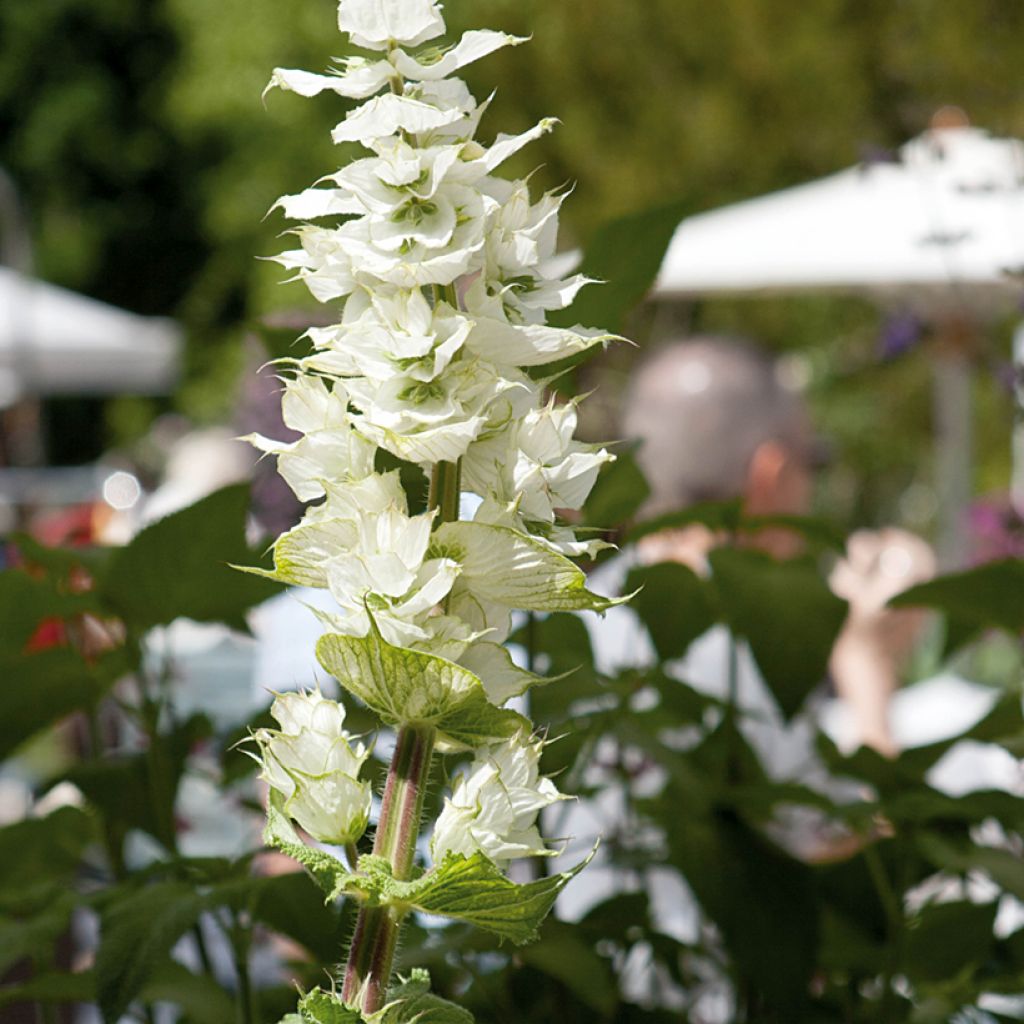 Salvia sclarea Vatican White (semi) - Salvia moscatella