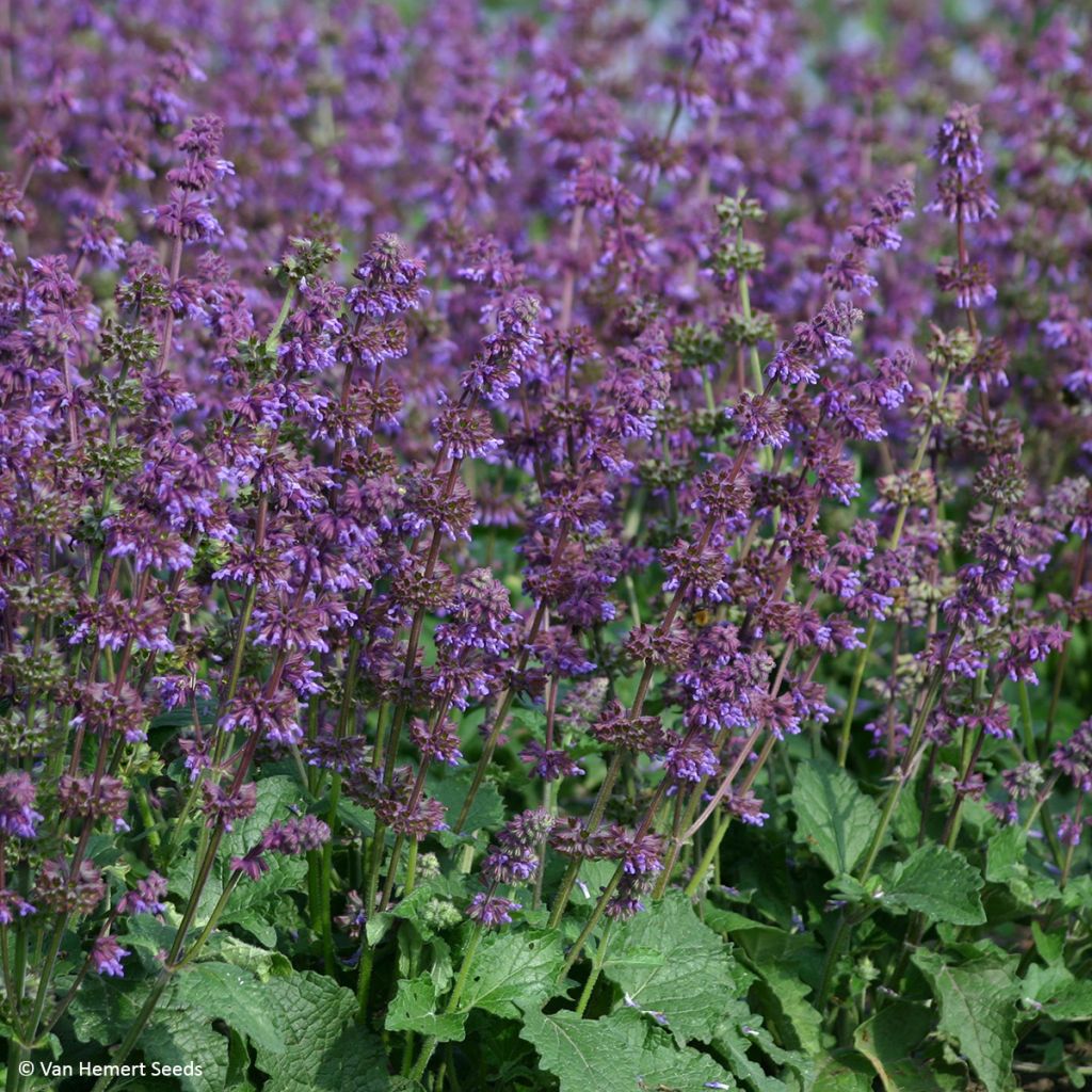 Salvia verticillata Purple Fairy Tale - Salvia spuria