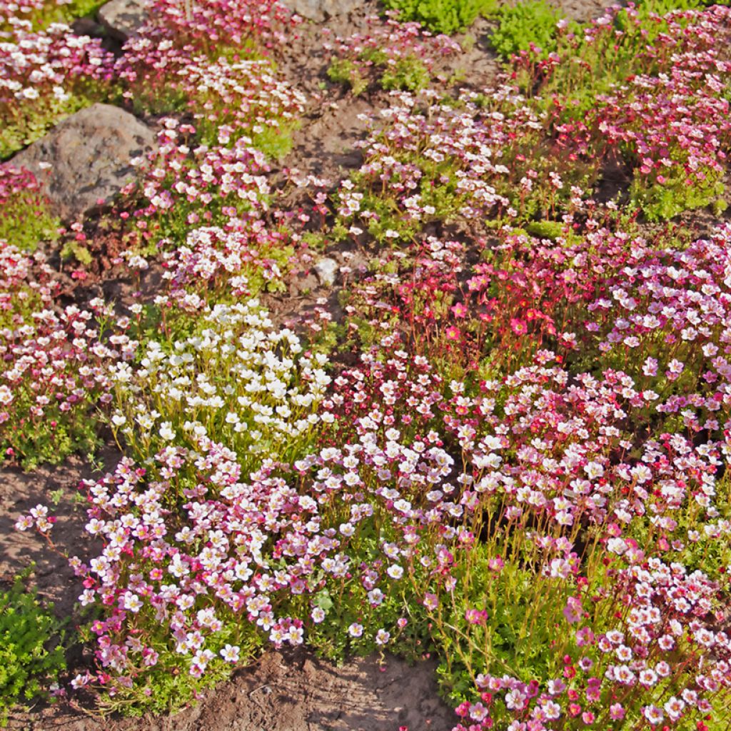 Saxifraga arendsii Rockery Hybrids Mix  (semi)