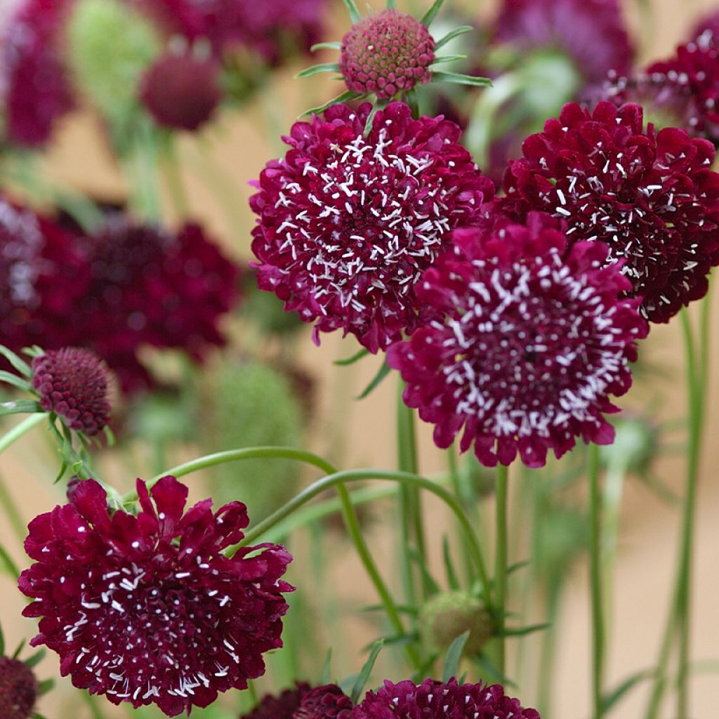 Scabiosa atropupurea Fire King