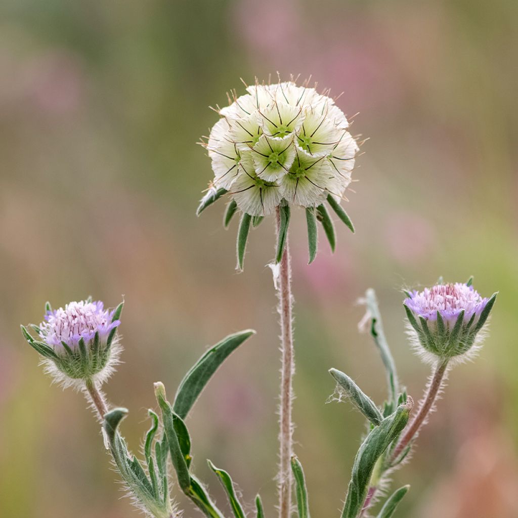 Lomeliosa stellata Fan burgundy