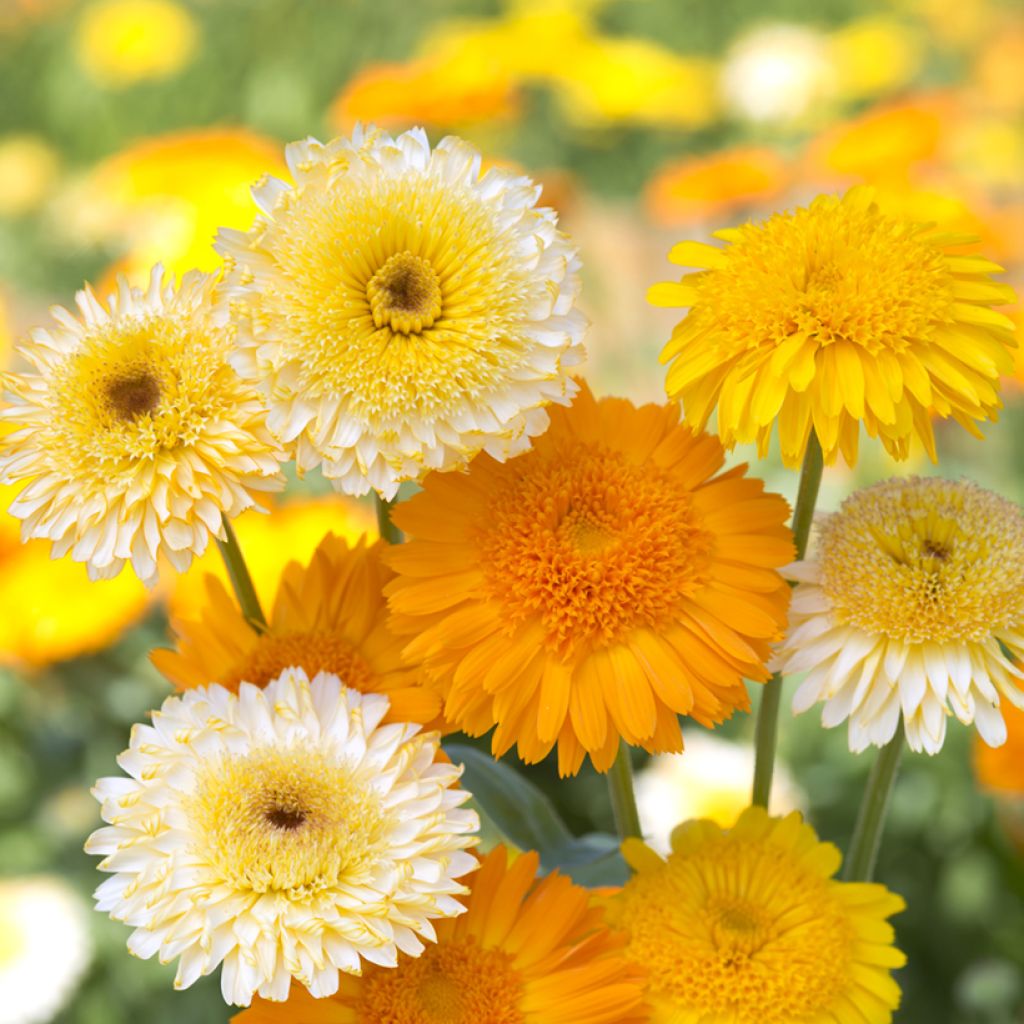 Calendula officinalis Kinglet Mix - Fiorrancio