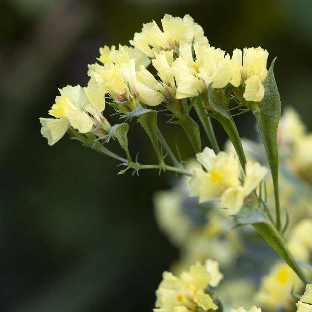 Limonium sinuatum subsp. bonduellei - Statice