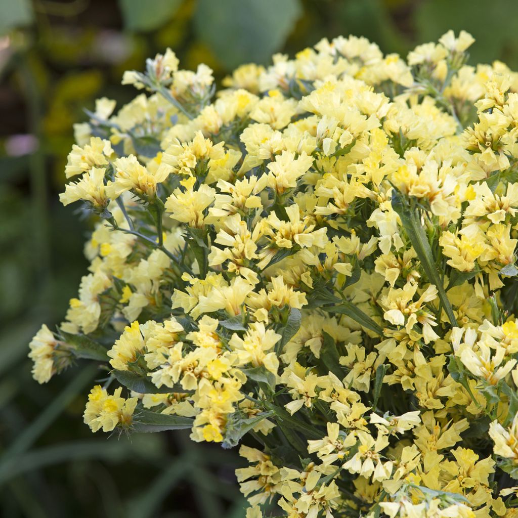 Limonium sinuatum subsp. bonduellei - Statice