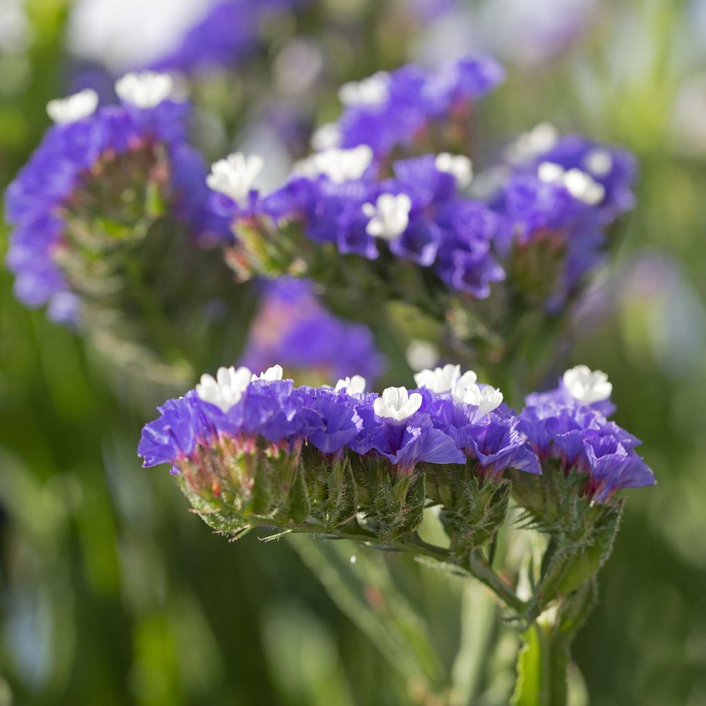 Limonium sinuatum Forever Blue - Statice