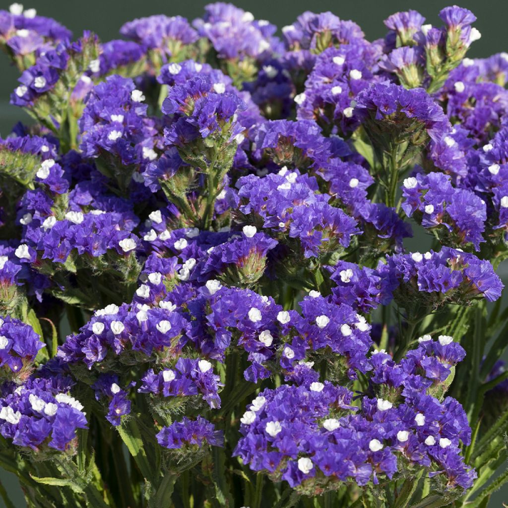 Limonium sinuatum Forever Blue - Statice