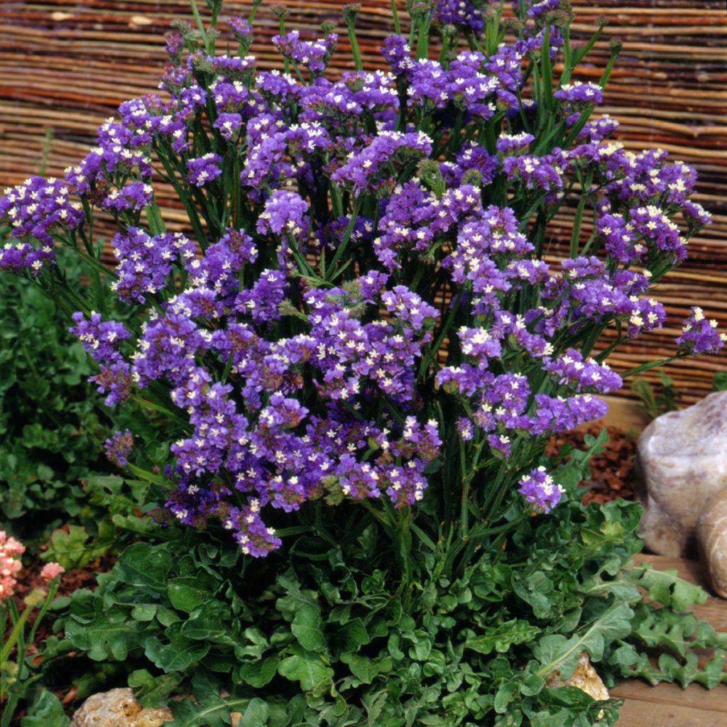 Limonium sinuatum Forever Blue - Statice