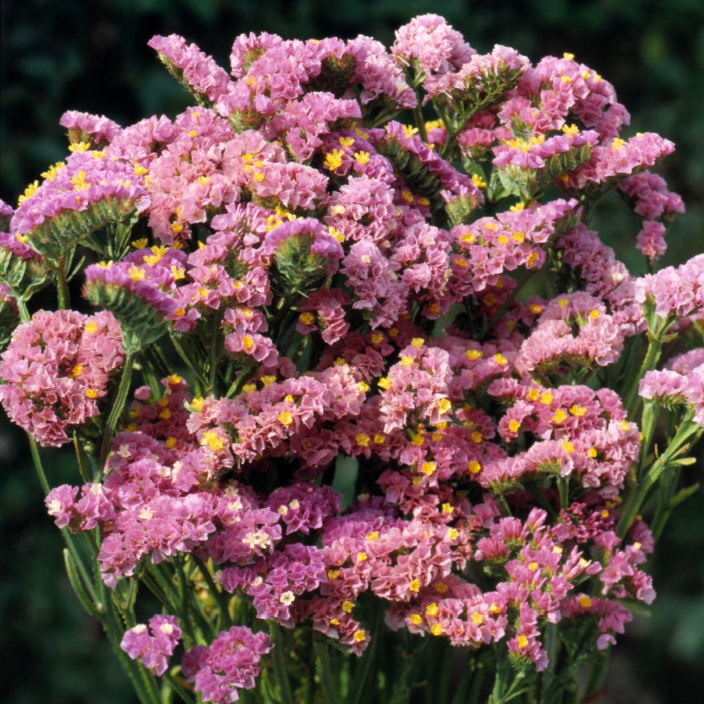 Limonium sinuatum Forever Happy - Statice