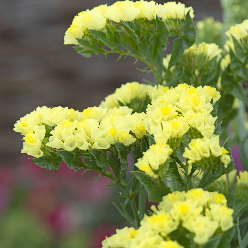 Limonium sinuatum Forever Moonlight - Statice