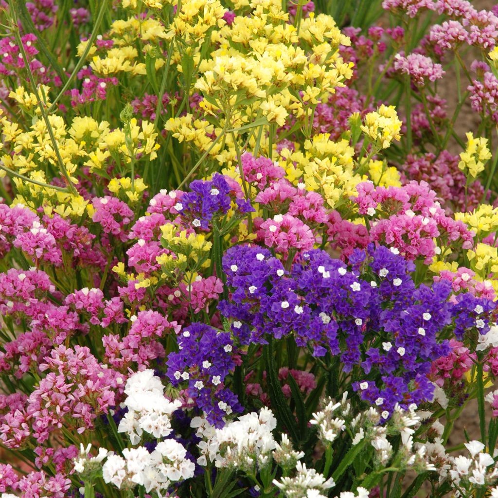 Limonium sinuatum Forever Rose - Statice