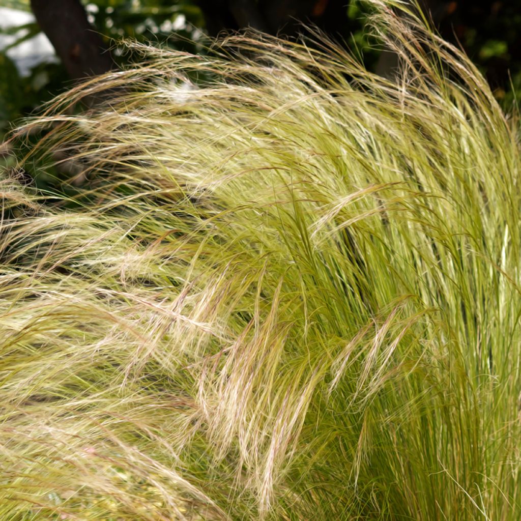 Stipa tenuissima Angel Hair - Erba ago del Texas