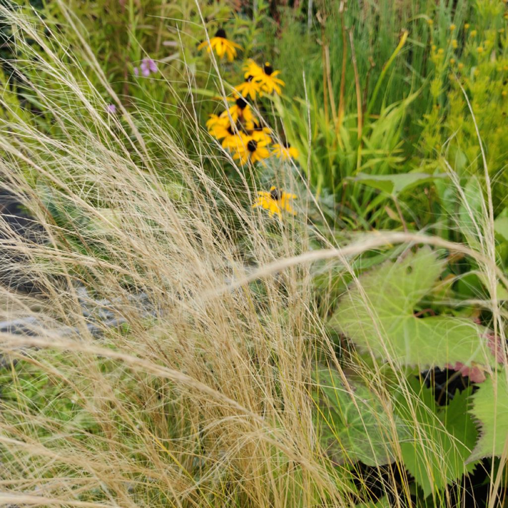 Stipa tenuissima Angel Hair - Erba ago del Texas