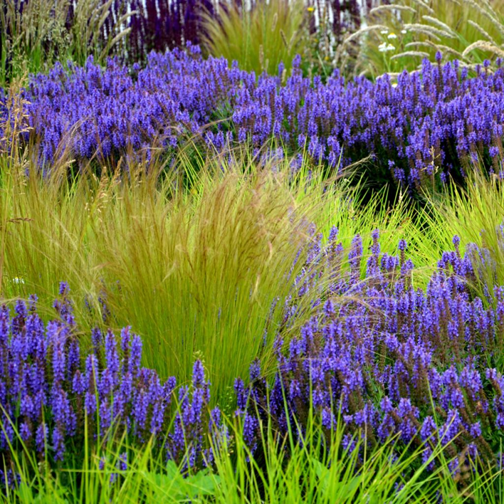 Stipa tenuissima Angel Hair - Erba ago del Texas