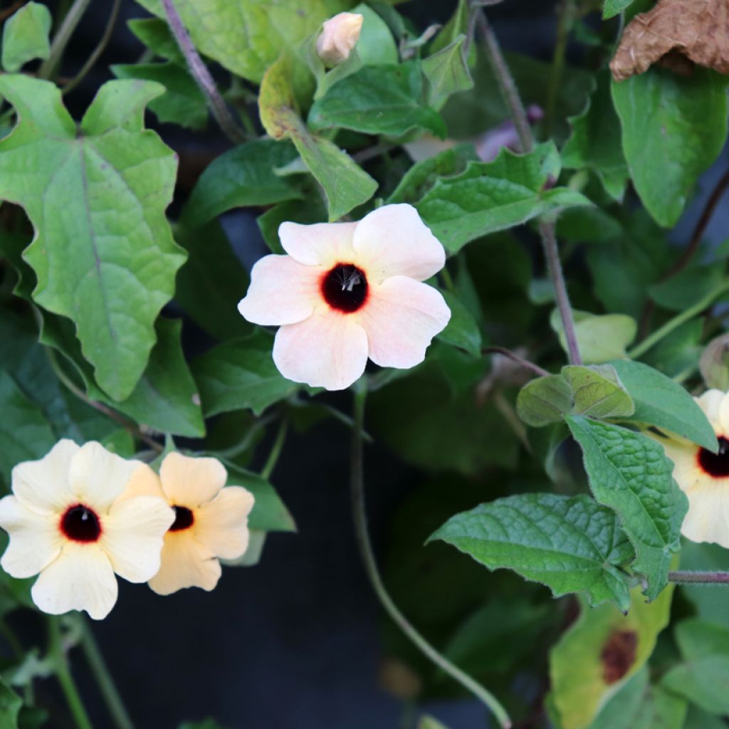 Susanna dagli occhi neri Blushing Susie - Thunbergia alata