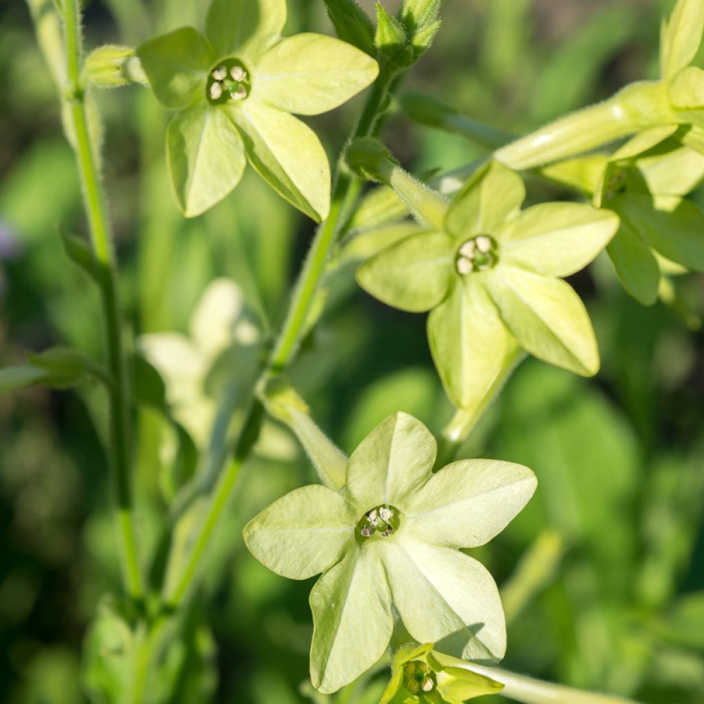 Tabacco alato Mojito - Nicotiana alata