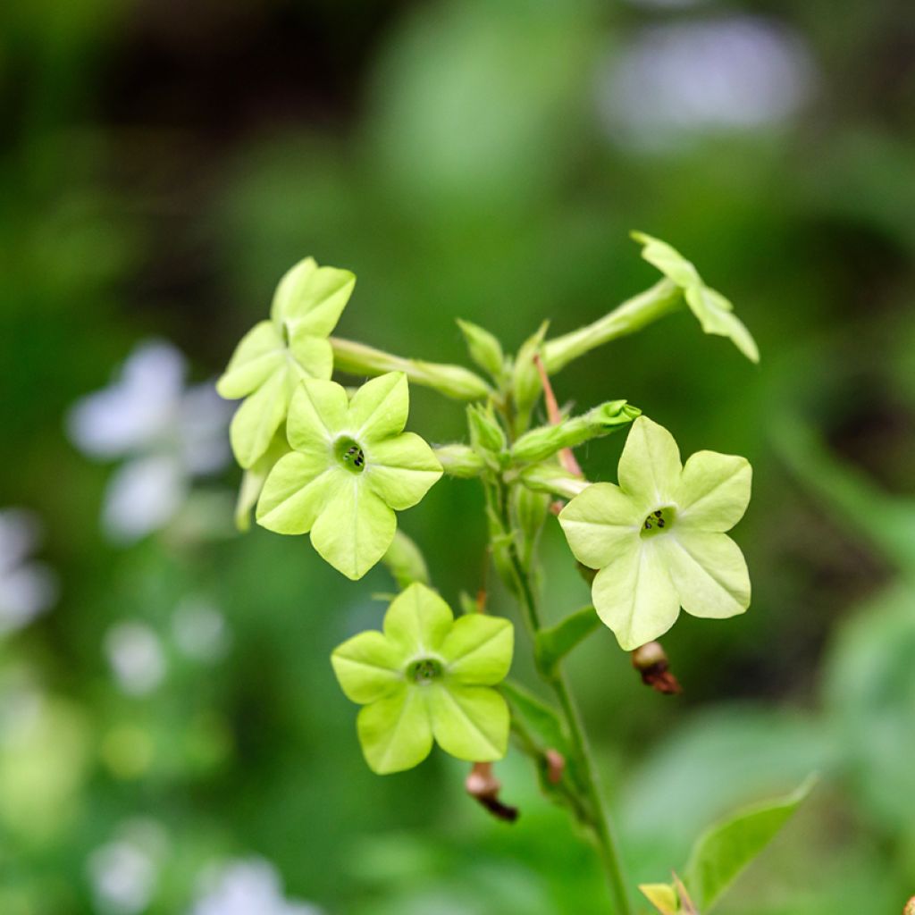 Tabacco alato Mojito - Nicotiana alata