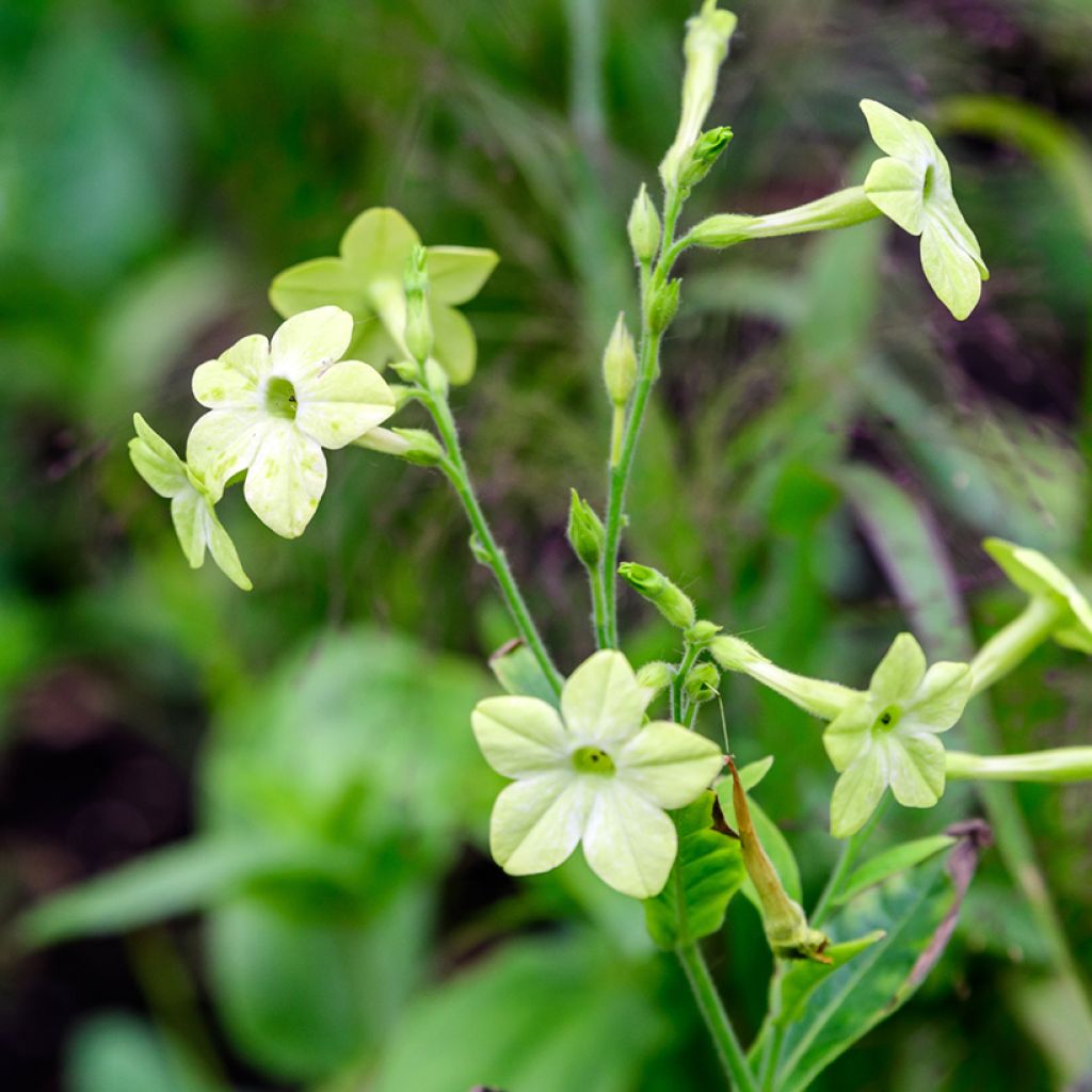 Tabacco alato Mojito - Nicotiana alata