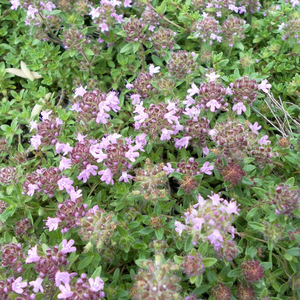 Thymus serpyllum Magic Carpet - Serpillo