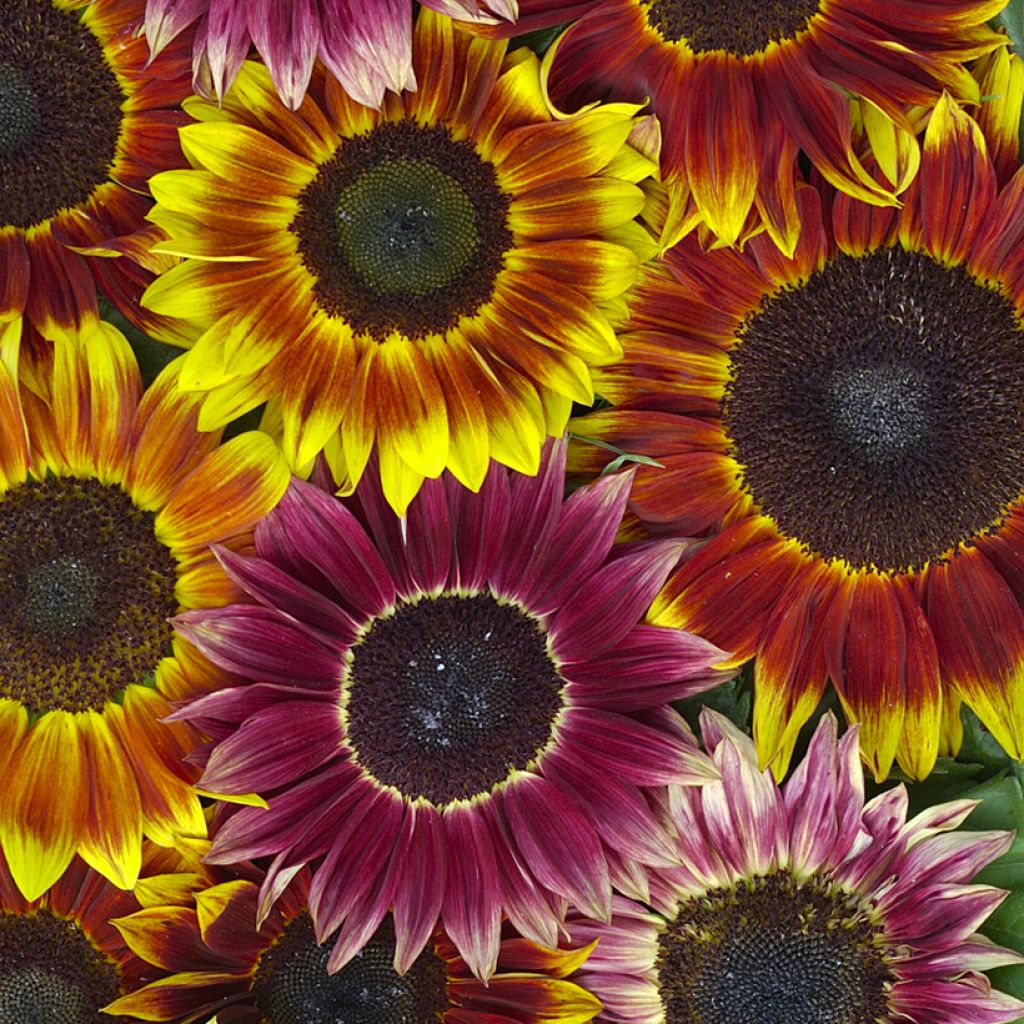 Girasole Harlequin F1