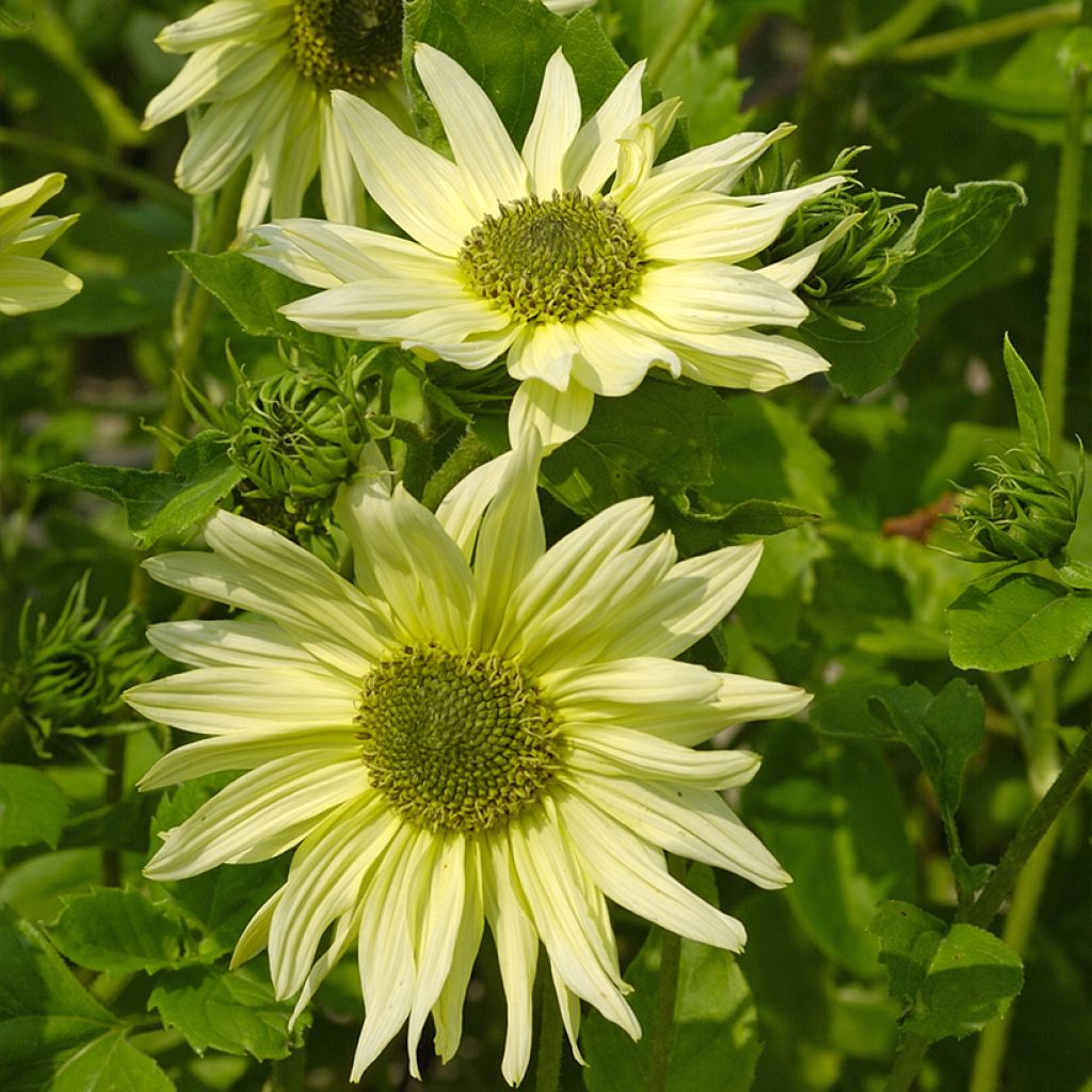 Girasole Italian Green Heart