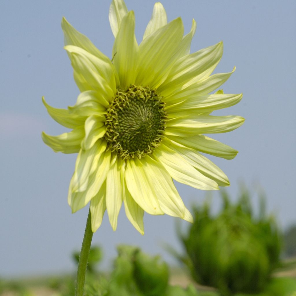 Girasole Italian Green Heart