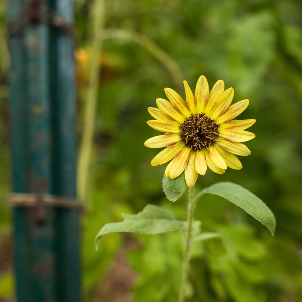 Girasole Paquito