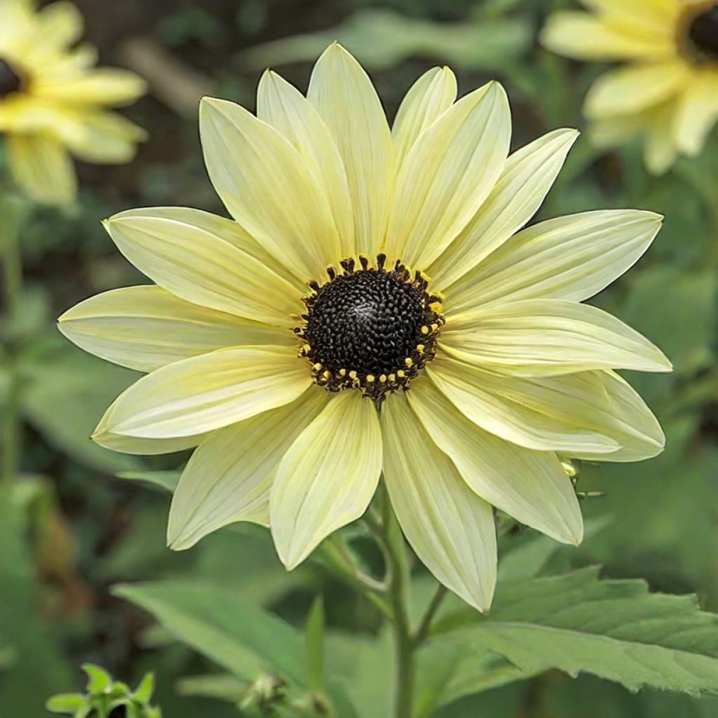 Girasole Soluna Cream