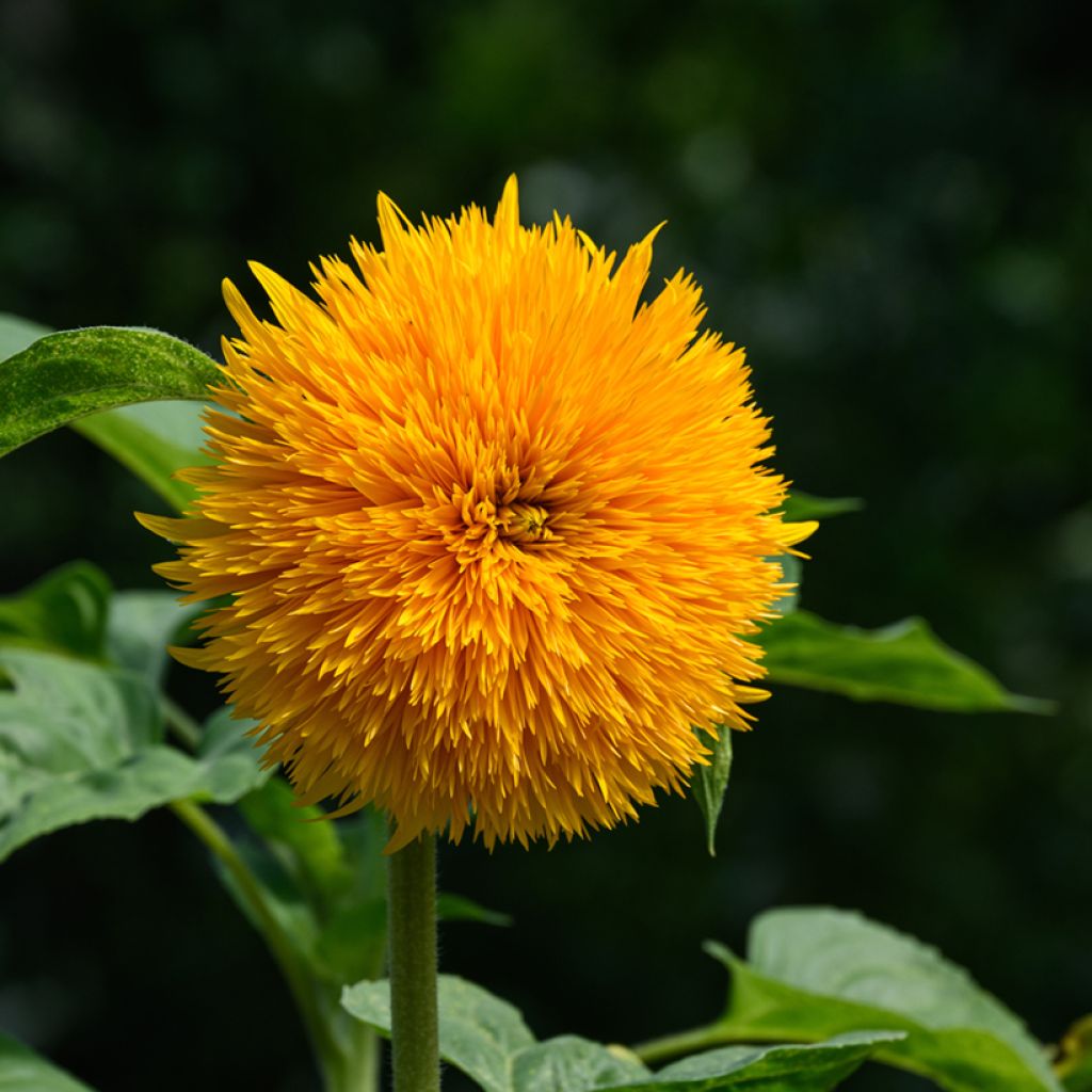 Girasole Teddy Bear